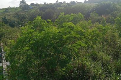 Prime Land for sale at Gomoa Buduatta